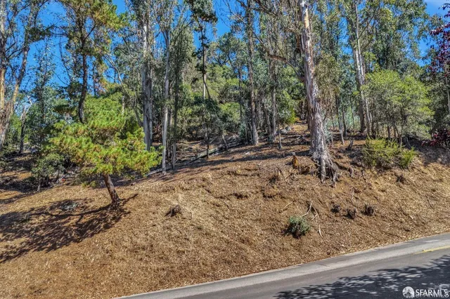 a view of a yard with plants and trees