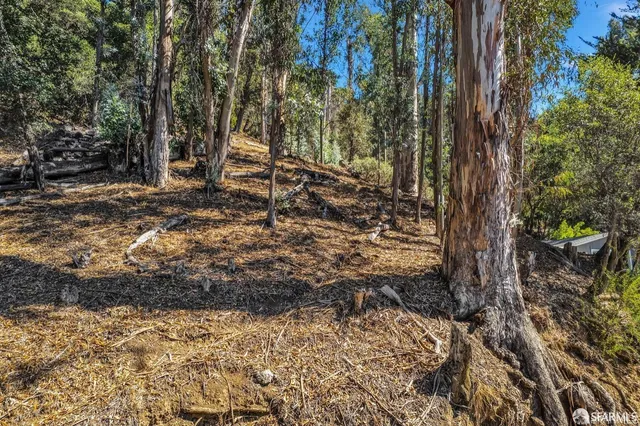 a view of a trees with a tree