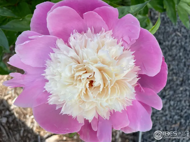 $819,000 | 270 Meadowsweet Circle, Loveland, CO 80537