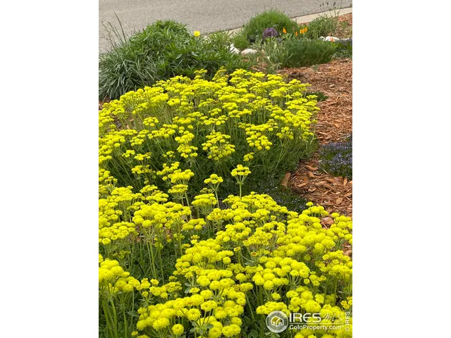 $819,000 | 270 Meadowsweet Circle, Loveland, CO 80537