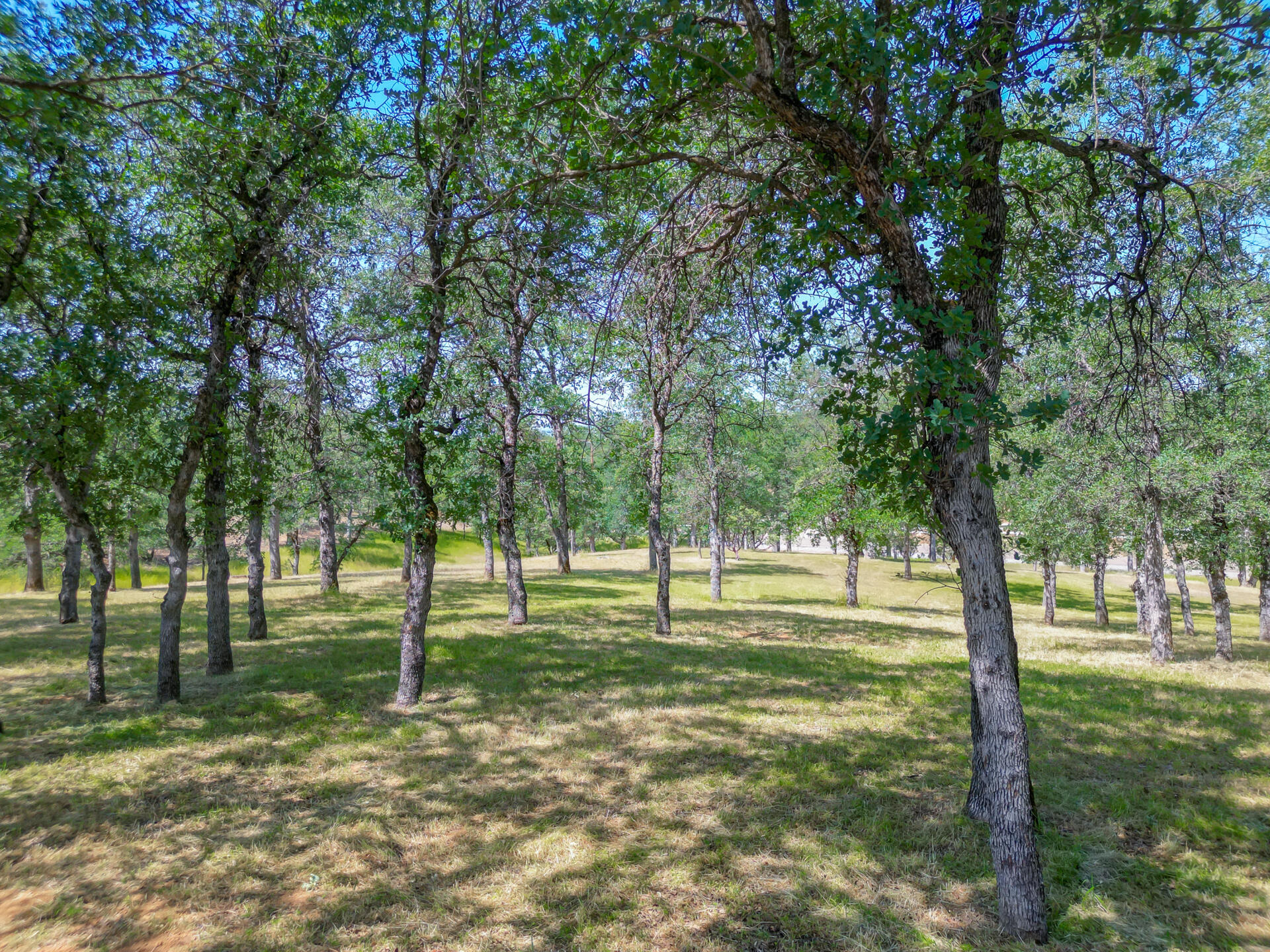 13223 Padani Drive Redding, CA 96003 - Photo 42 of 48 a ground with lots of trees