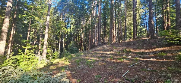 a view of backyard with green space