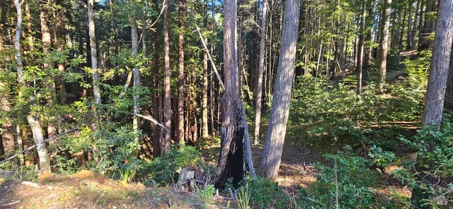 a view of a yard with trees