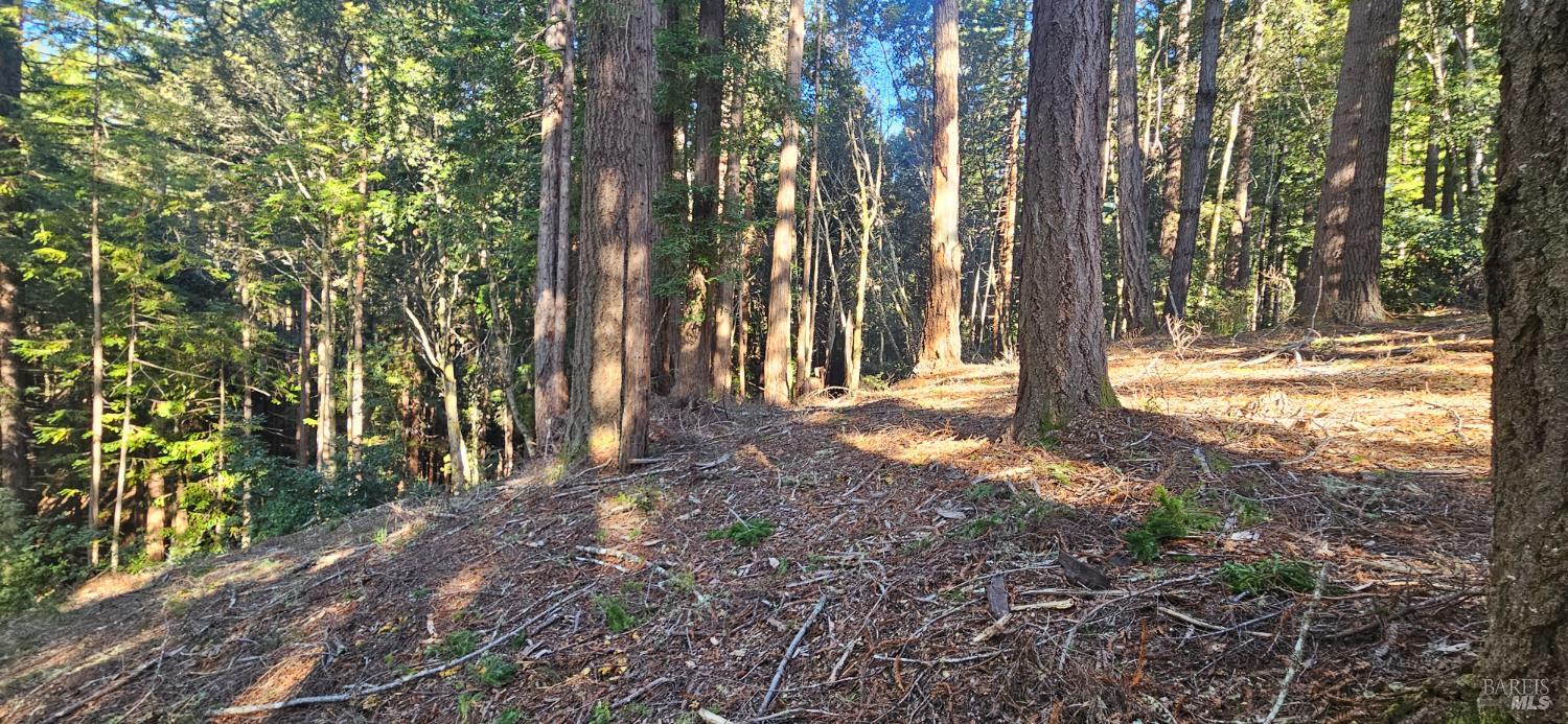 22107 Ruoff Road Timber Cove, CA 95450 - Photo 5 of 8 a view of a yard with trees