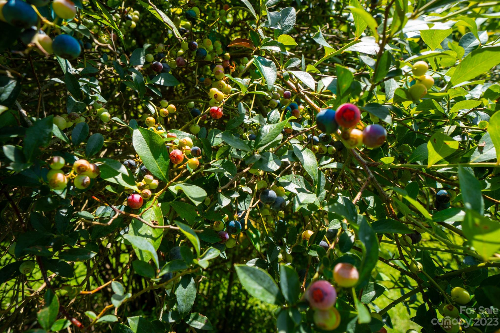 17158 Pond Road Locust, NC 28097 - Photo 28 of 28 a bunch of flowers