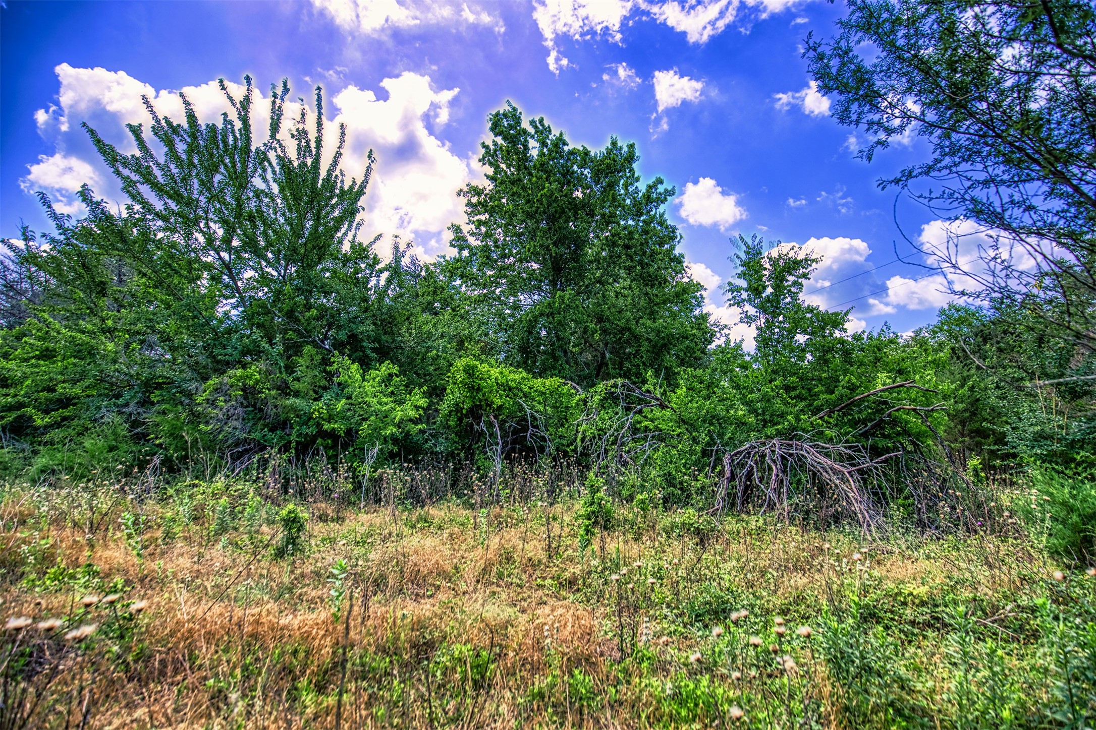 Lot 7 Wonder Hill Road Chappell Hill, TX 77426 - Photo 5 of 13 a view of a garden