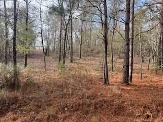 3365 Columbia Highway North Ridge Spring, SC 29129 - Photo 4 of 5