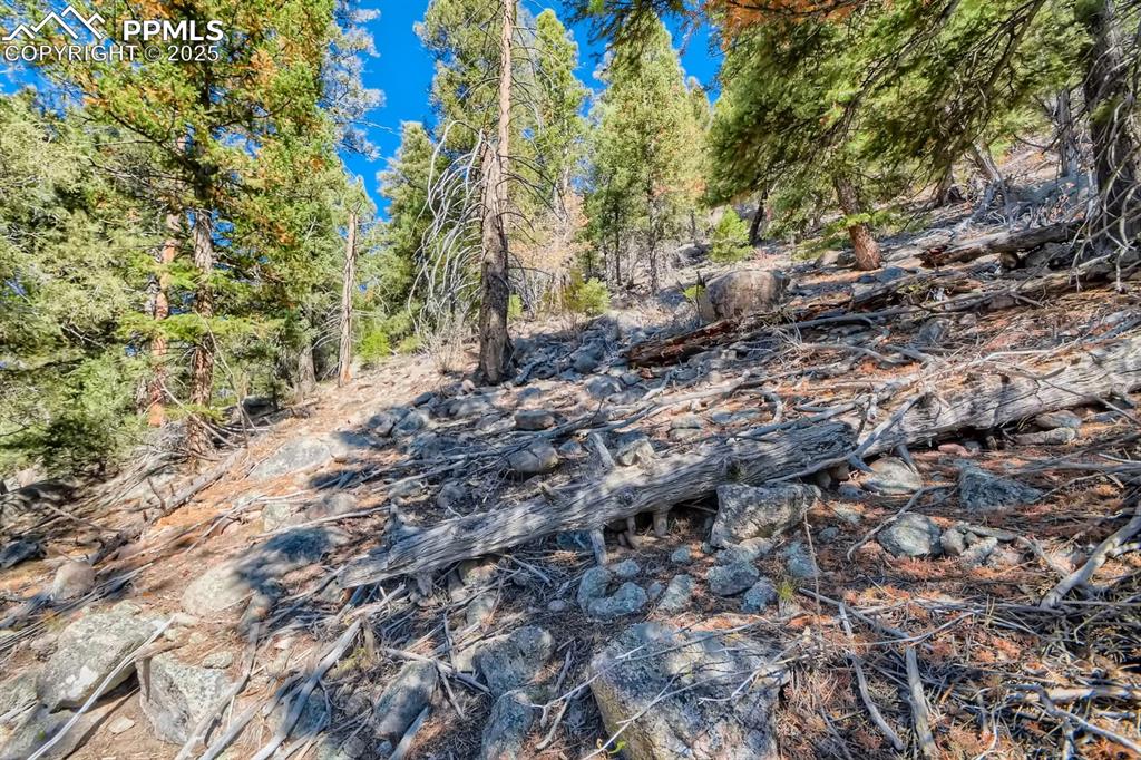 0 Elsie Road Conifer, CO 80433 - Photo 13 of 27 a view of a large yard with lots of trees