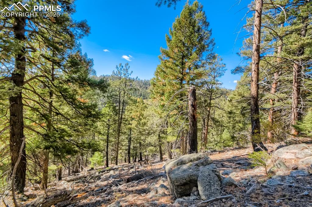 0 Elsie Road Conifer, CO 80433 - Photo 14 of 27 a view of a trees