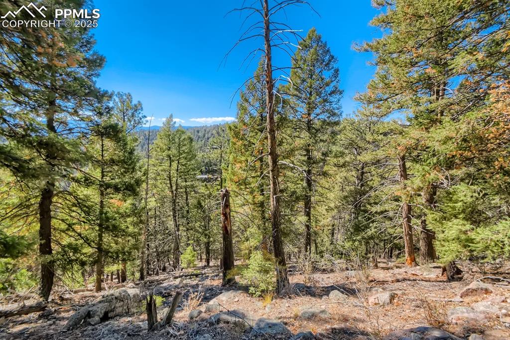 0 Elsie Road Conifer, CO 80433 - Photo 15 of 27 a view of a forest filled with trees