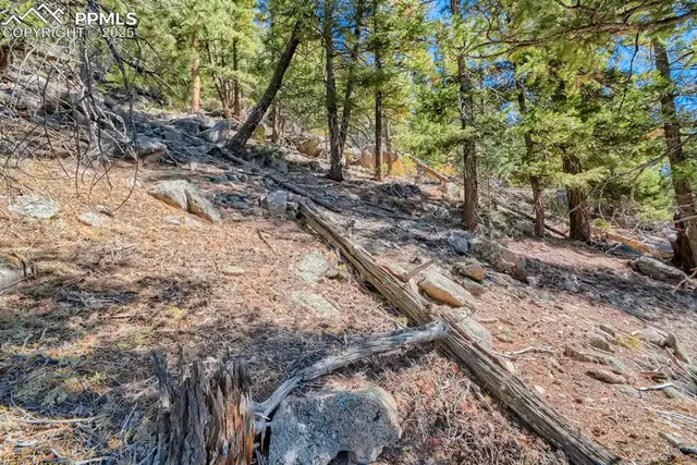 a view of a yard with plants and trees