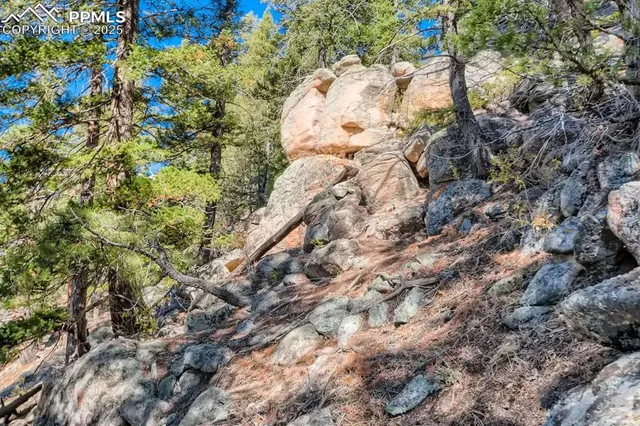 a view of a tree in a field