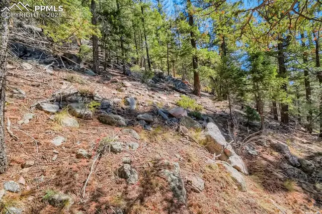 a view of a forest with trees