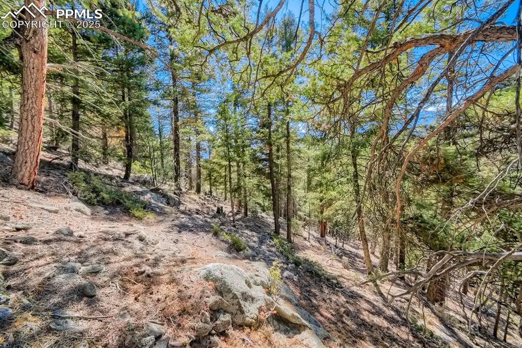 0 Elsie Road Conifer, CO 80433 - Photo 21 of 27 a view of a yard with plants and trees