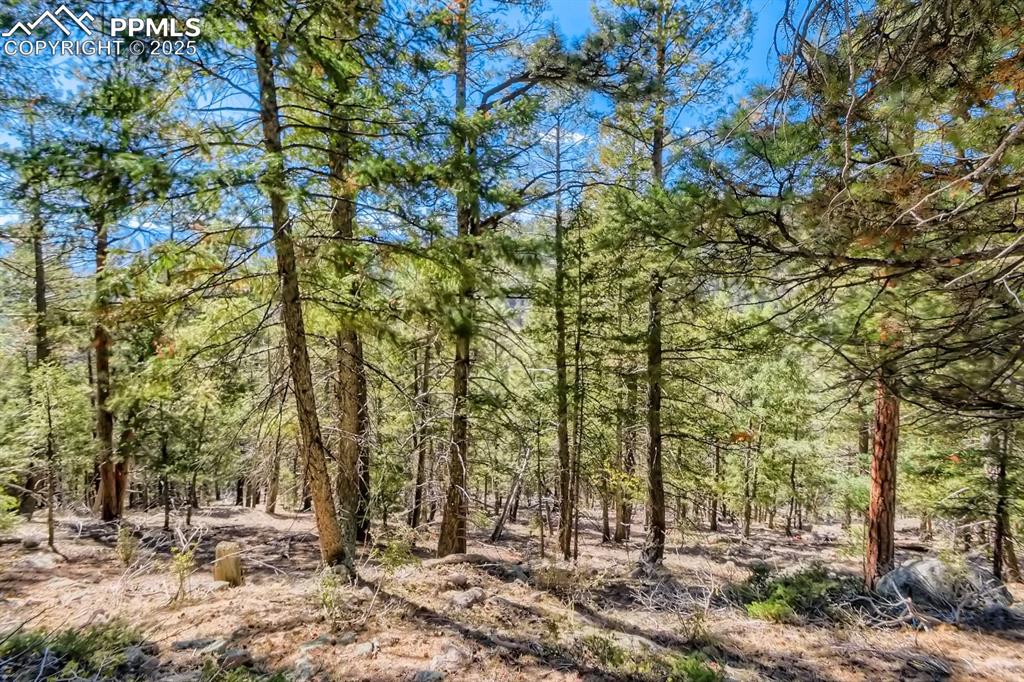 0 Elsie Road Conifer, CO 80433 - Photo 22 of 27 a backyard of a house with lots of trees