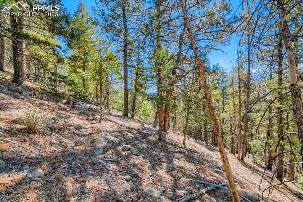 0 Elsie Road Conifer, CO 80433 - Photo 23 of 27 a view of a yard with plants and trees