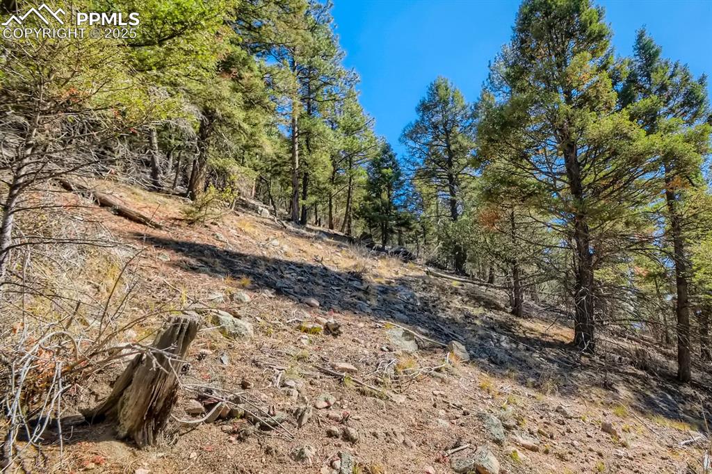 0 Elsie Road Conifer, CO 80433 - Photo 24 of 27 a view of a yard with plants and trees