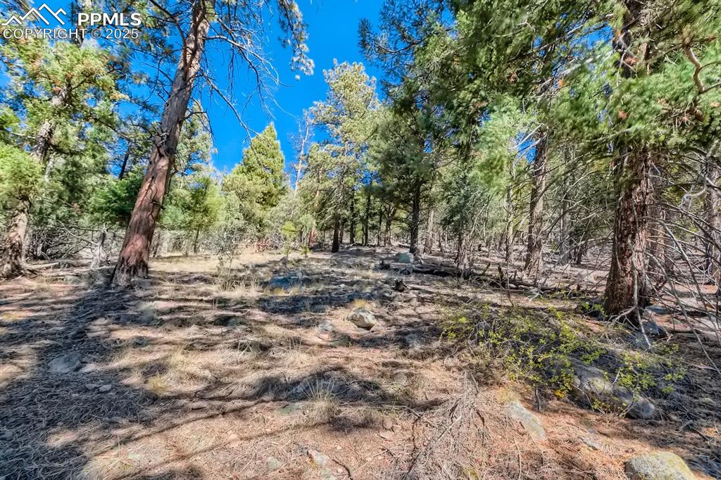 0 Elsie Road Conifer, CO 80433 - Photo 4 of 27 a view of outdoor space with trees