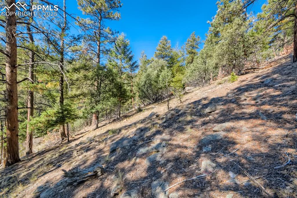 0 Elsie Road Conifer, CO 80433 - Photo 5 of 27 a view of a yard with a tree