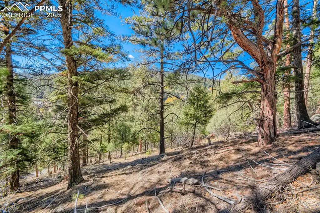 0 Elsie Road Conifer, CO 80433 - Photo 6 of 27 a view of backyard with tree