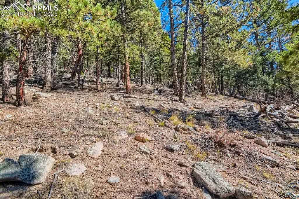 0 Elsie Road Conifer, CO 80433 - Photo 7 of 27 a view of outdoor space with trees