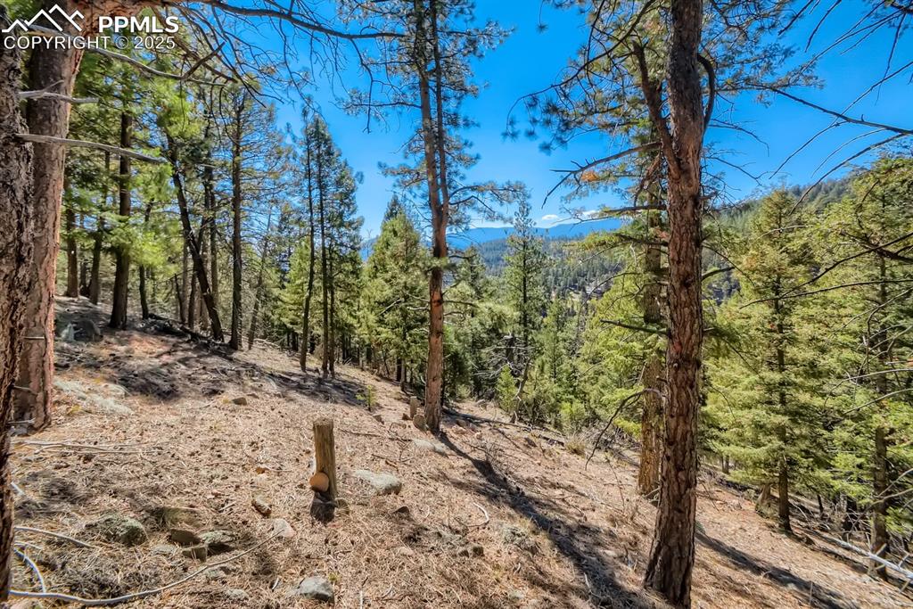 0 Elsie Road Conifer, CO 80433 - Photo 8 of 27 a view of a yard with plants and trees