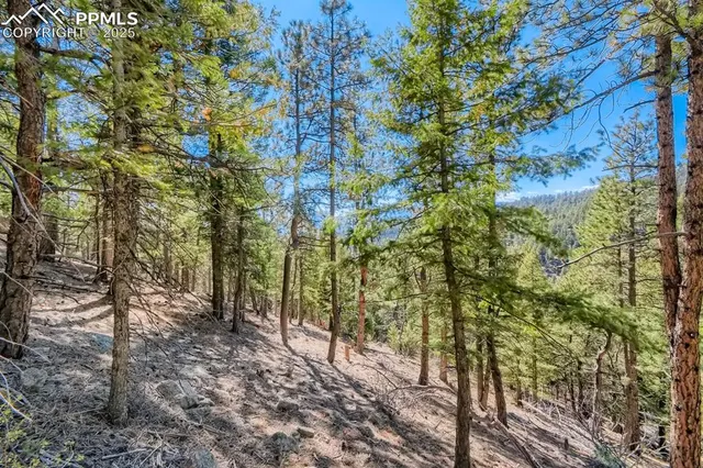 a backyard of a house with lots of trees