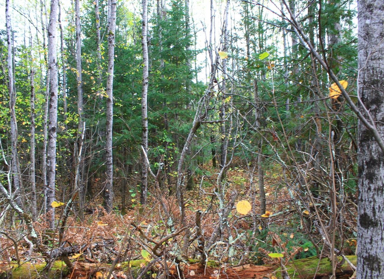 3353 West Nathan Pass Mercer, WI 54547 - Photo 55 of 58 Gallery Image 55