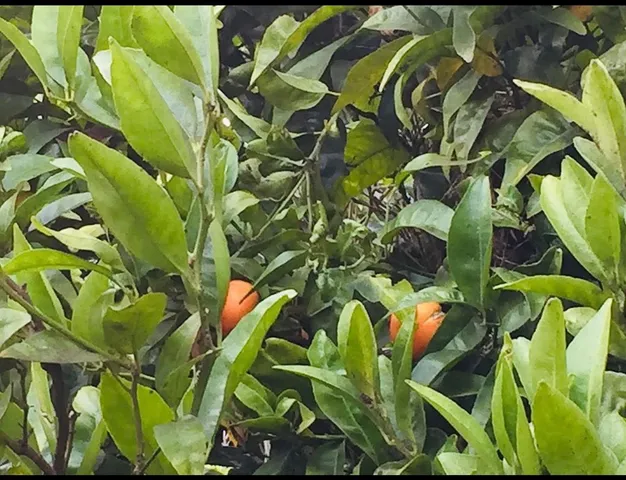 a view of banana tree