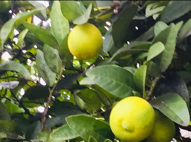 a view of a flower in a garden