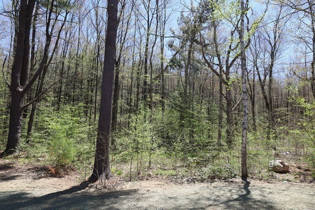 109 North Road Westfield, MA 01085 - Photo 8 of 41 a view of a forest