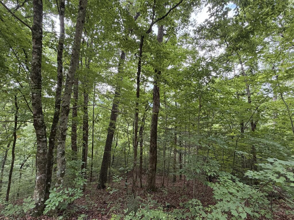 4.63 Twiggs Road Hiawassee, GA 30546 - Photo 8 of 20 Gallery Image 8