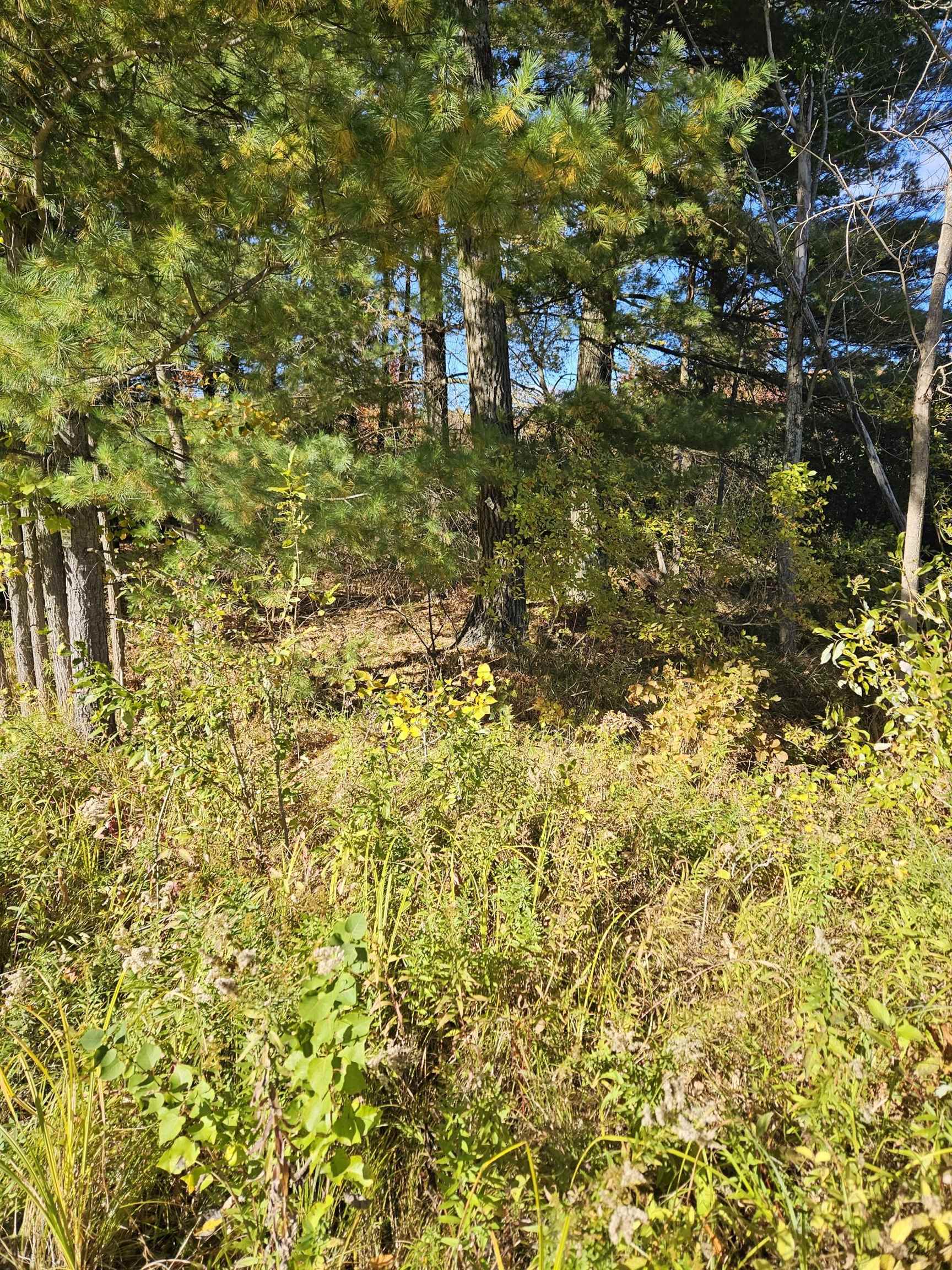 8300 Kokosing Road Hale, MI 48739 - Photo 6 of 9 Gallery Image 6