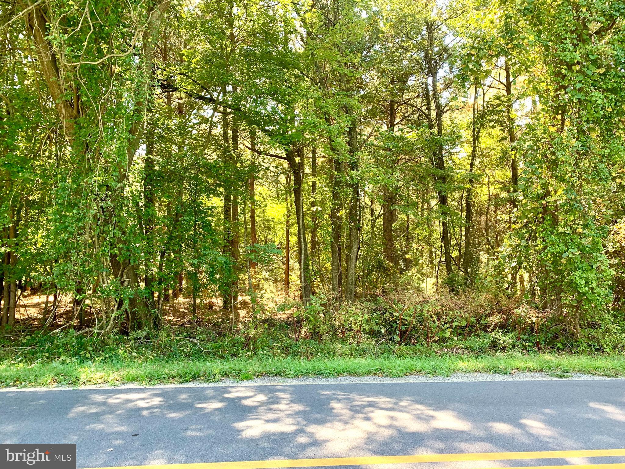 23661 Godwin School Road Millsboro, DE 19966 - Photo 11 of 28 woods across road