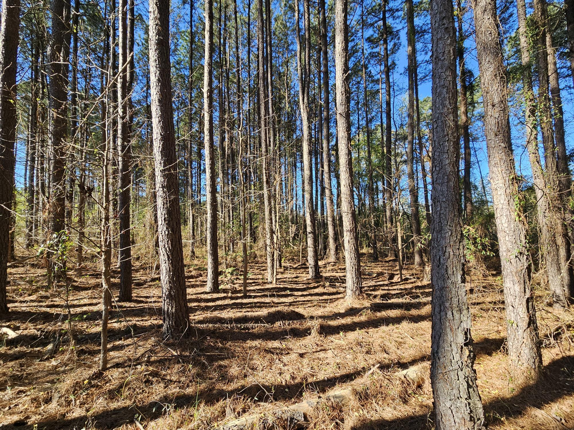 Tbd Tbd Riley Road, Unit LOT 5 St. Matthews, SC 29135 - Photo 3 of 9 MOSTLY PINES W/ A FEW HARDWOODS