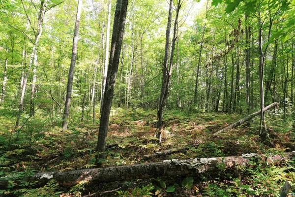 $42,000 | 26055 County Hwy C, Washburn, WI 54891