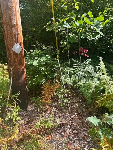 a backyard of a house with lots of green space