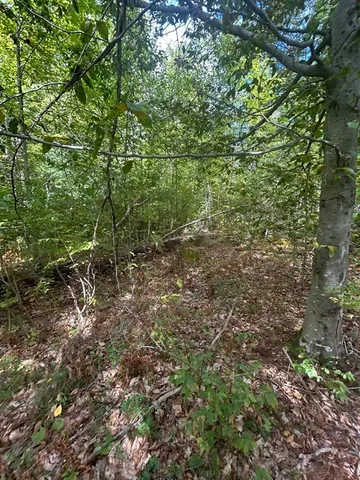 a view of a forest with a tree