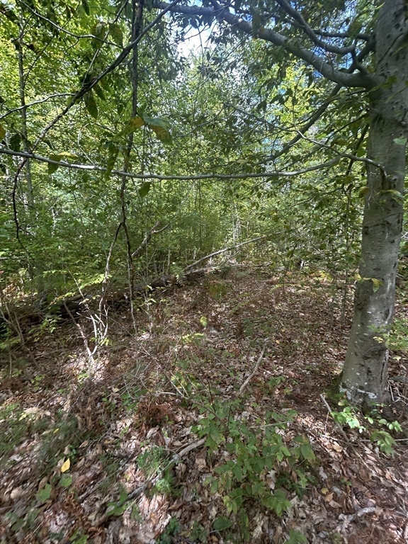 531 Mason Road Ashby, MA 01431 - Photo 5 of 9 a view of a forest with a tree