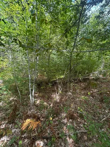 a view of a forest with lots of trees