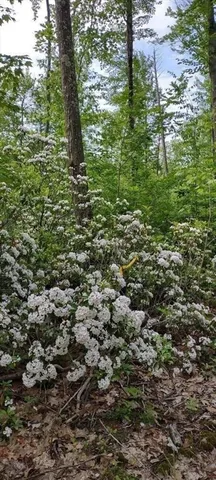 a view of a green field