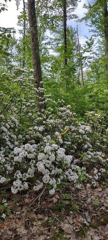 531 Mason Road Ashby, MA 01431 - Photo 8 of 9 a view of a green field