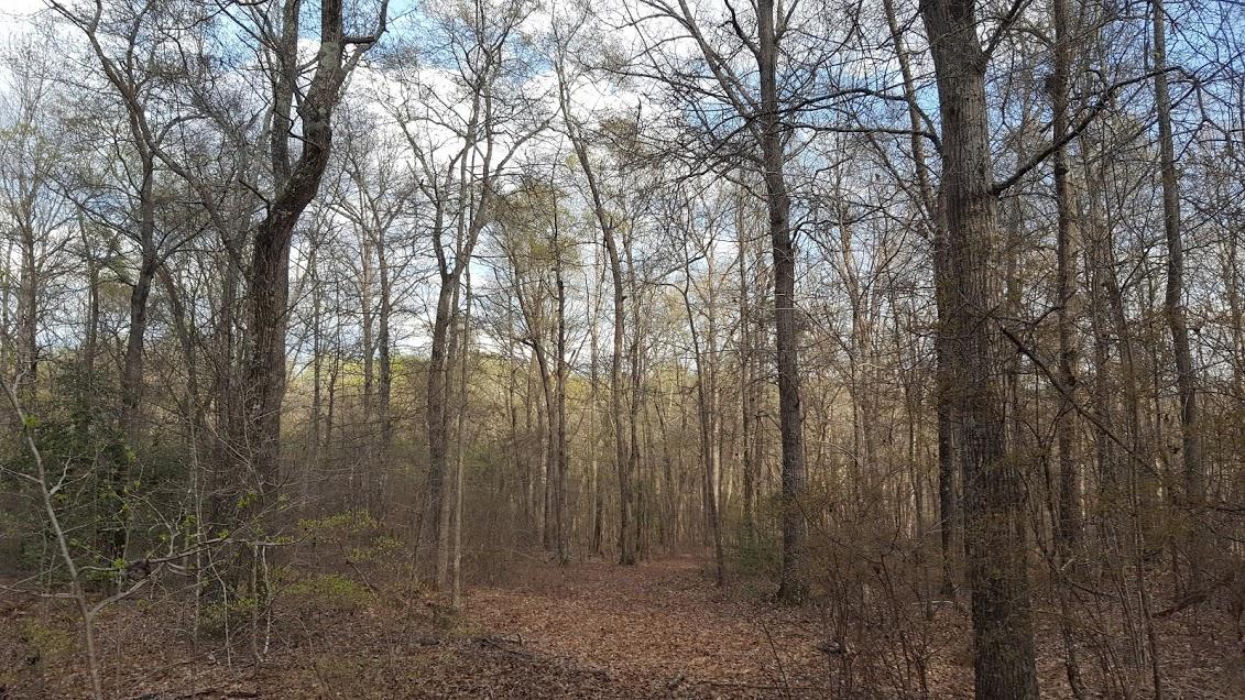0 Hardwood Road Pelzer, SC 29669 - Photo 2 of 4 20190330_Hardwood-2