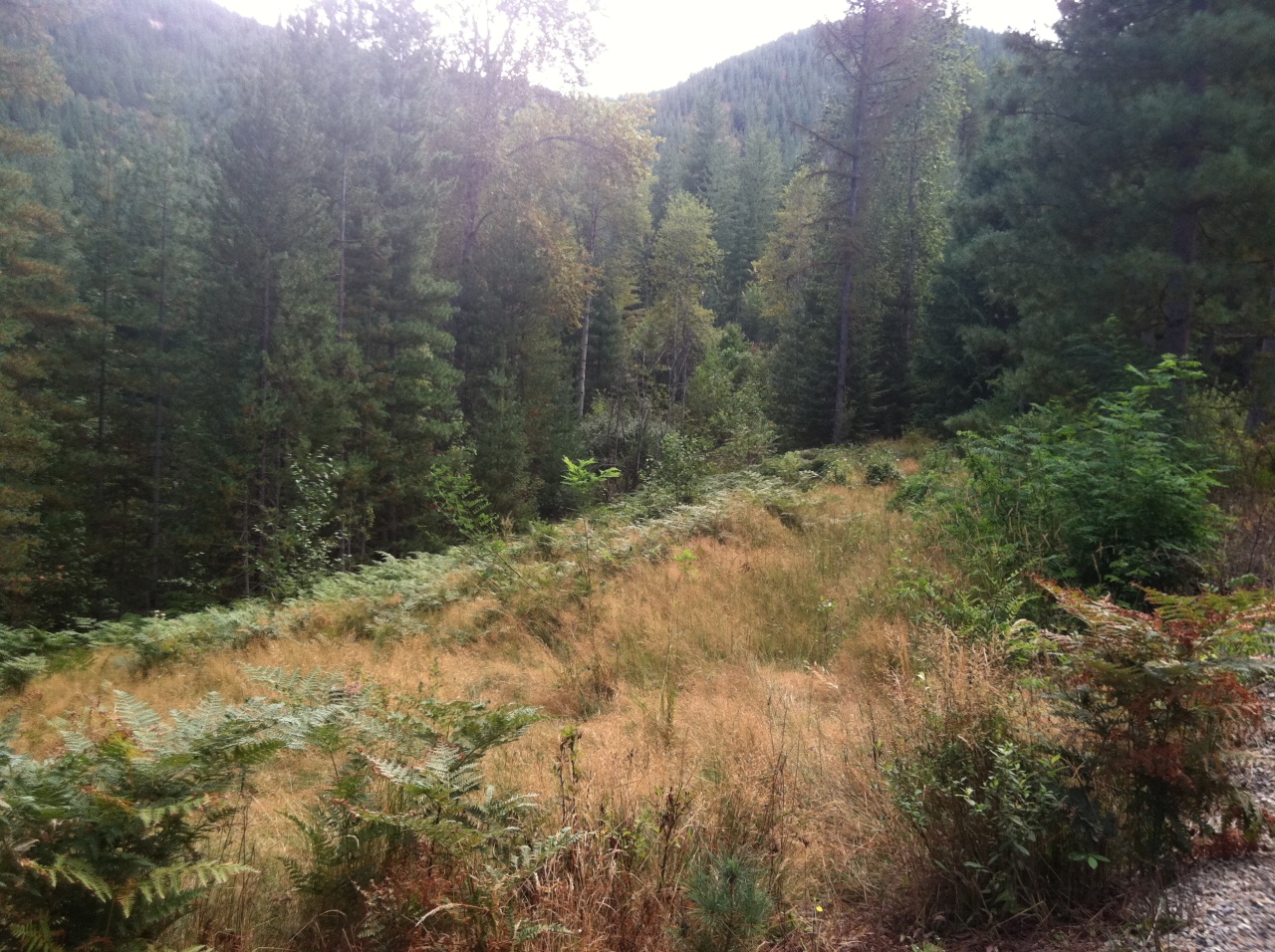 Page Road Smelterville, ID 83868 - Photo 1 of 1 IMG_2937