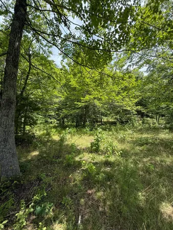a view of a yard