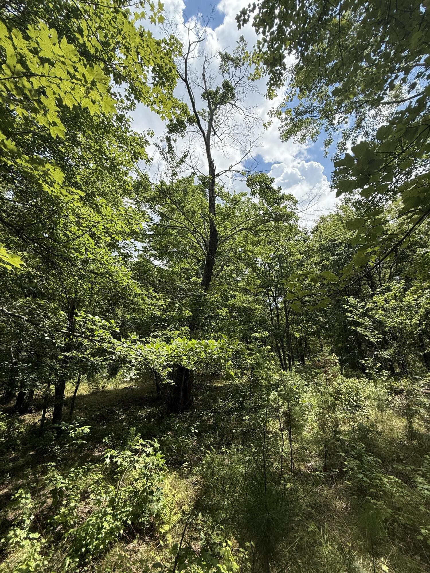 6 Greenfields Way North Dunlap, TN 37327 - Photo 4 of 15 a view of a tree in a yard