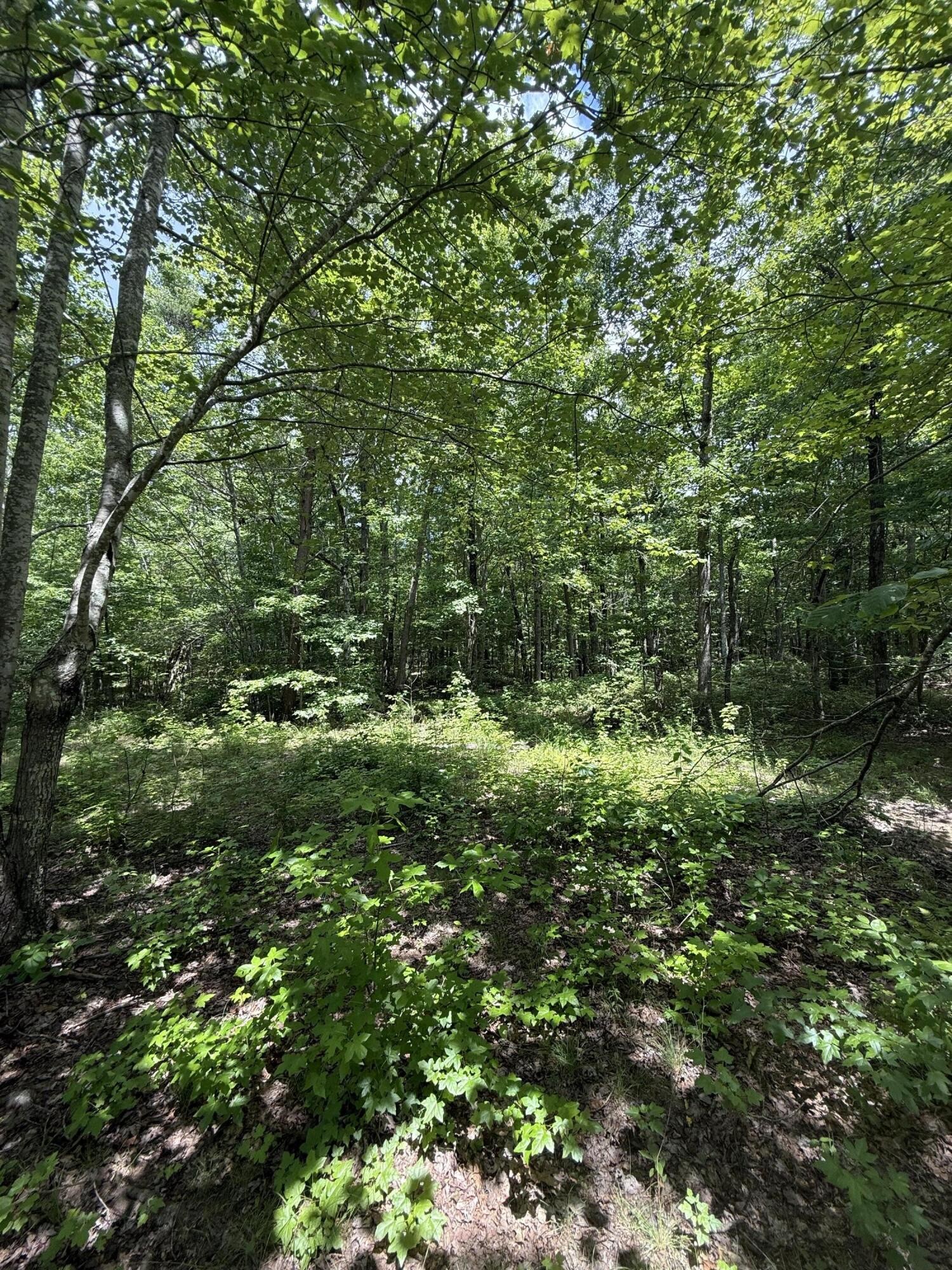 6 Greenfields Way North Dunlap, TN 37327 - Photo 5 of 15 a view of a lush green forest