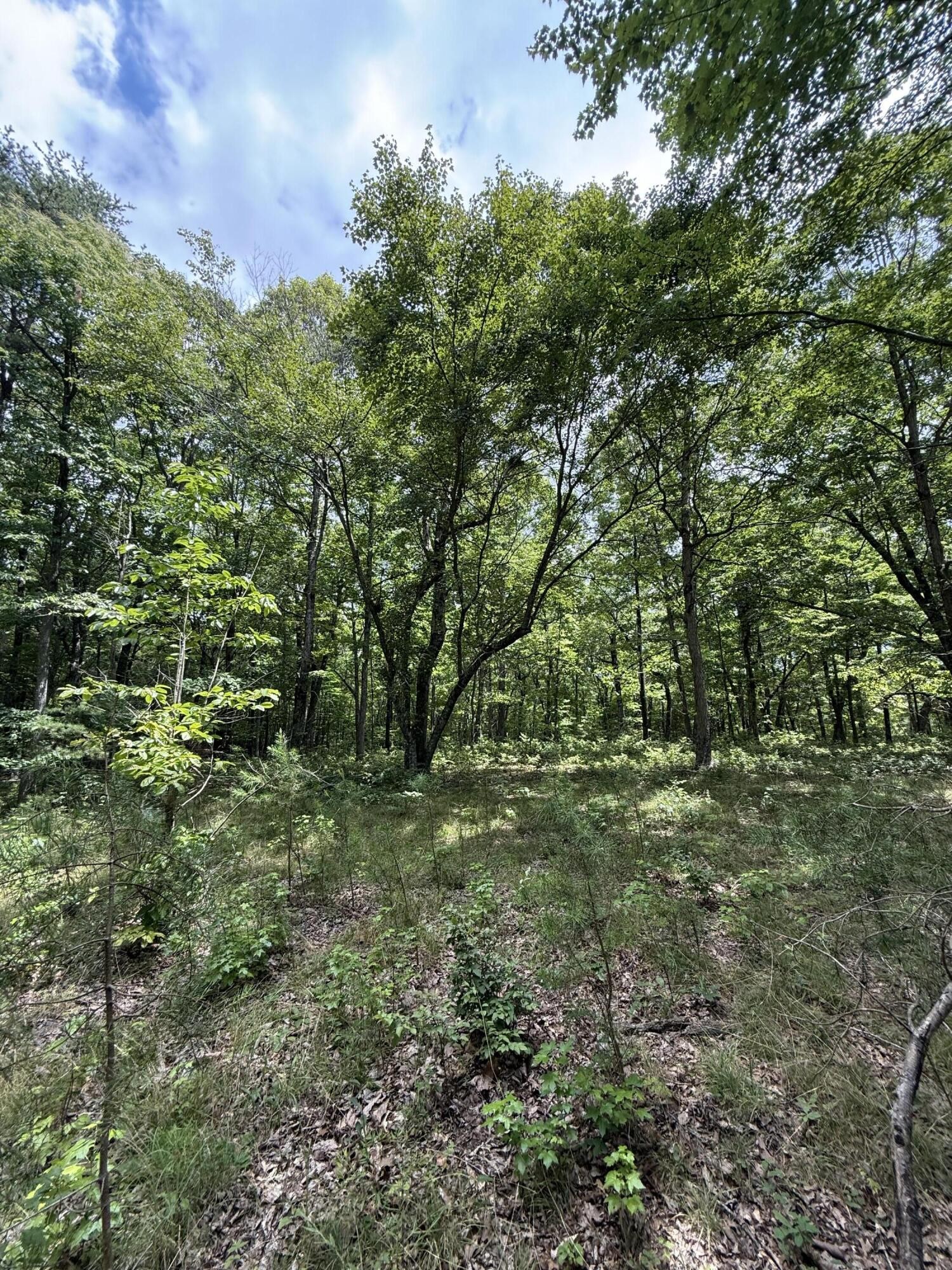 6 Greenfields Way North Dunlap, TN 37327 - Photo 6 of 15 a big yard with lots of green space