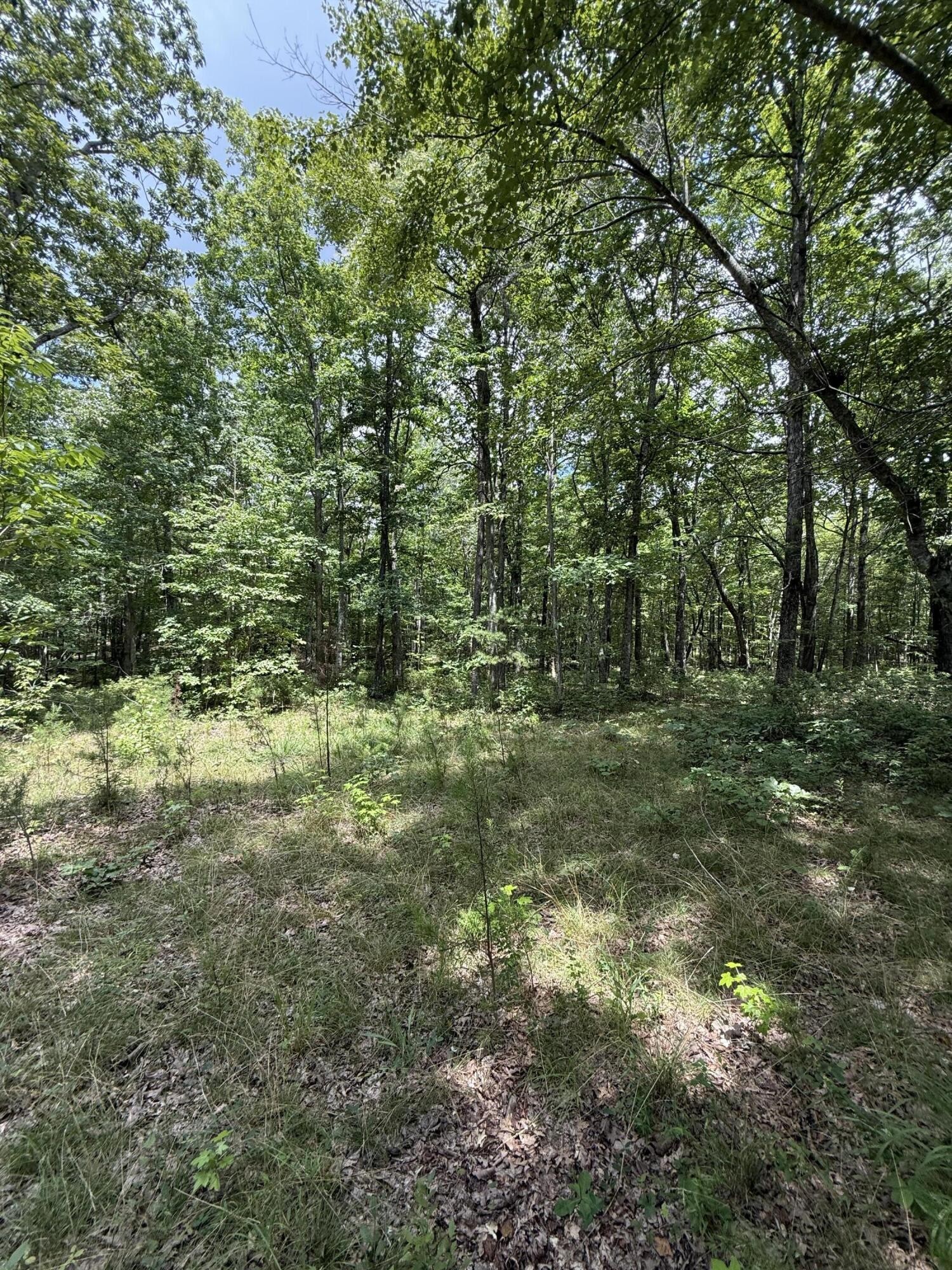 6 Greenfields Way North Dunlap, TN 37327 - Photo 7 of 15 a view of a green field with lots of bushes