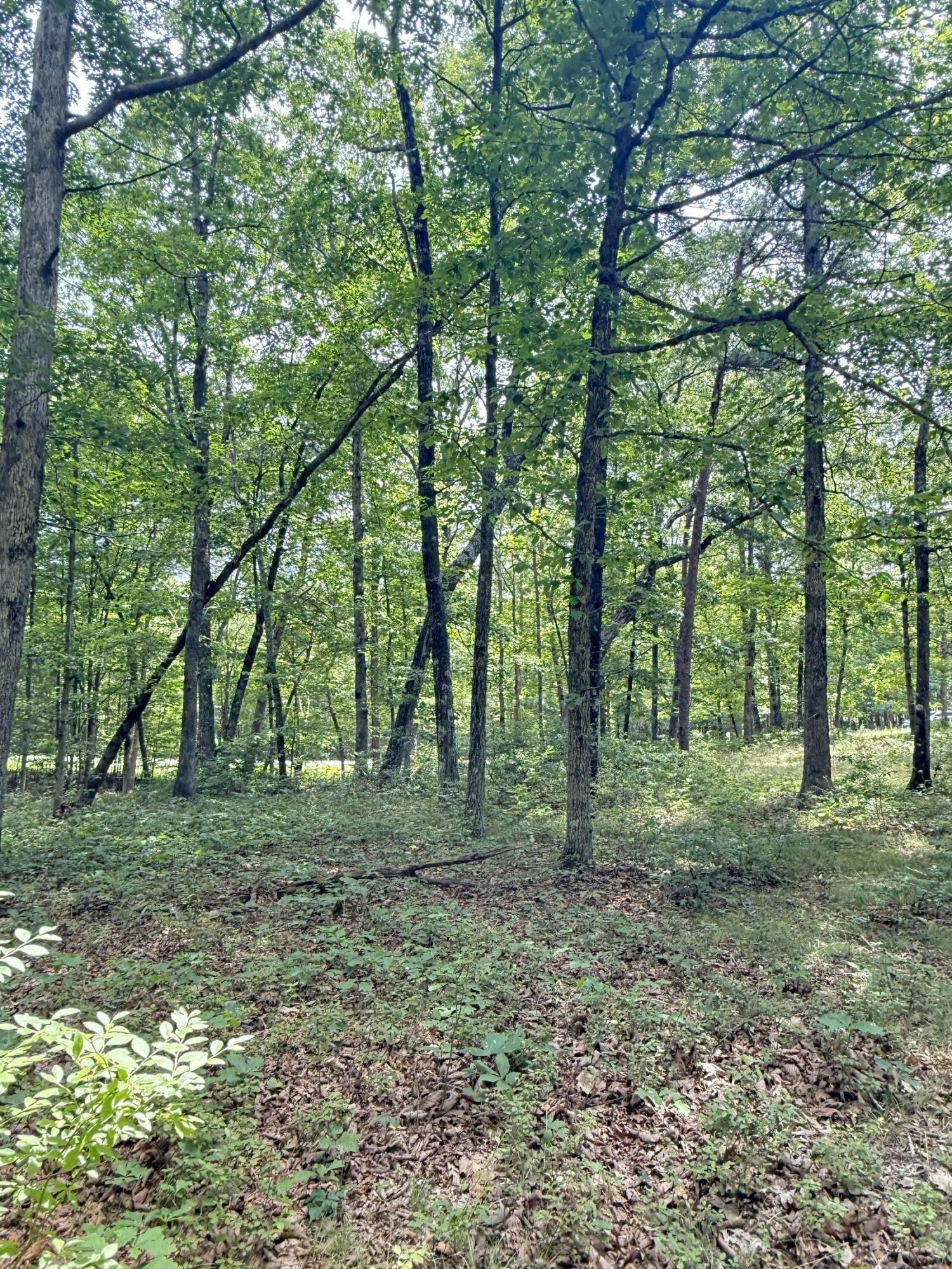6 Greenfields Way North Dunlap, TN 37327 - Photo 10 of 15 a big yard with lots of green space and trees
